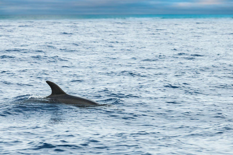 Elección del Capitán: Observación de delfines al atardecer