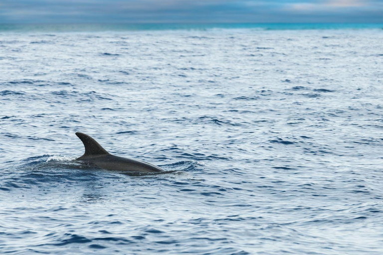 Choix du capitaine : Observation des dauphins au coucher du soleil