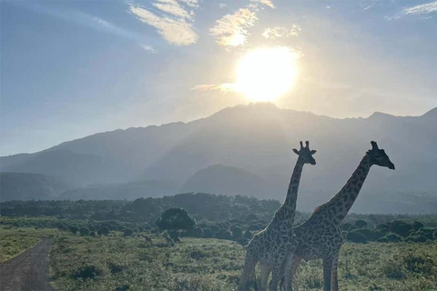 Arusha: Vandringssafari i Arusha nationalpark