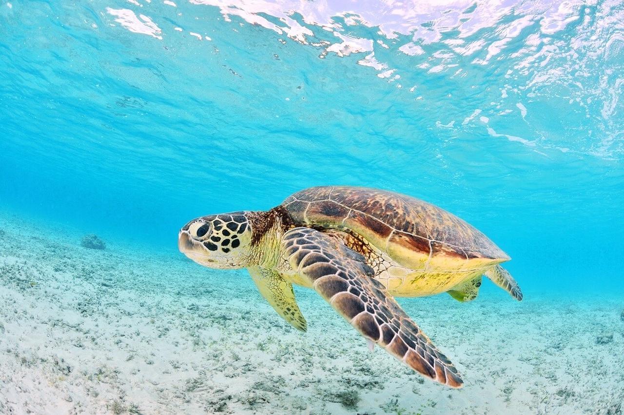 Zakynthos: Bootsfahrt zur Schildkrötenbeobachtung in der Laganas-Bucht