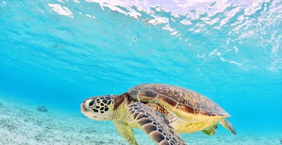 Zakynthos: Small-Group Laganas Bay Turtle Spotting Boat Trip