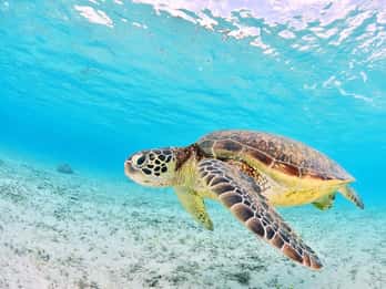 Zakynthos: Passeio de barco para observação de tartarugas na baía de Laganas