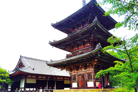 Nara: descubra un gigantesco Buda de piedra en las colinas boscosasNara: descubre un gigantesco Buda de piedra en las colinas boscosas