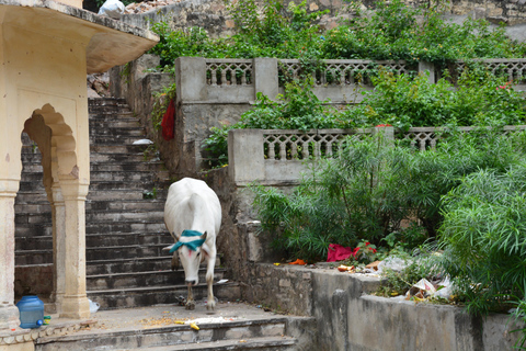 Jaipur: Amber Fort, Stadtpalast und Hawa Mahal Tagestour