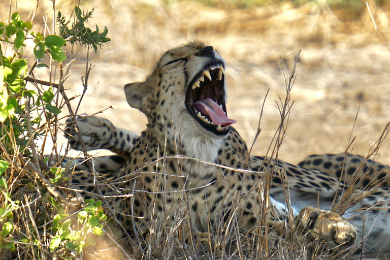 Nairobi national park half day private tour with admission.