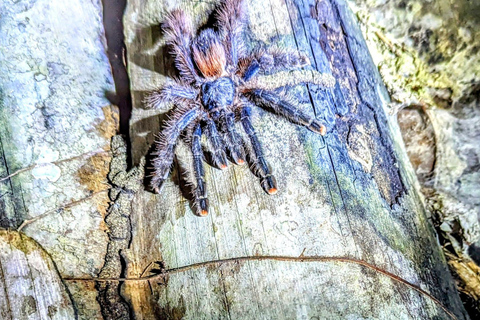 Caminhada noturna na selva/ Vida selvagem noturna e sons da selva