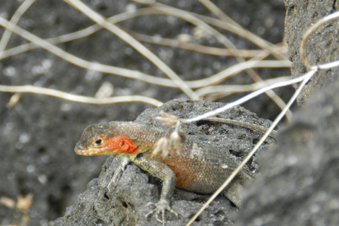 Galapagos Islands - Santa Cruz - 4 days all inclusive ENGLISH GUIDE Santa Cruz - 4 days all inclusive GALAPAGOS ISLANDS