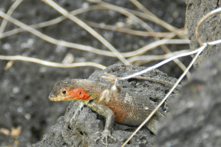 Galapagos Islands - Santa Cruz - 4 days all inclusive ENGLISH GUIDE Santa Cruz - 4 days all inclusive GALAPAGOS ISLANDS