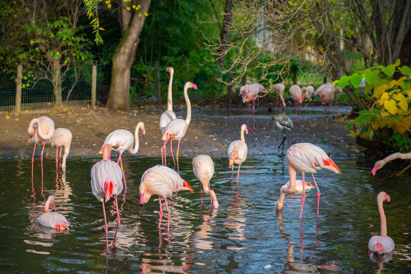 Зоопарк Праги: билеты без очереди и трансфер