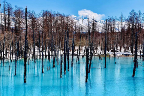 Sapporo: Asahiyama Zoo, waterval en Blue Pond Tour8:10 uur: ontmoeting bij de noordelijke uitgang van JR Sapporo Station