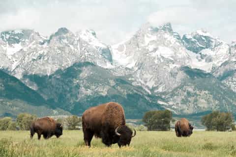 Grand Teton National Park: 4-Hour Wildlife Safari Adventure