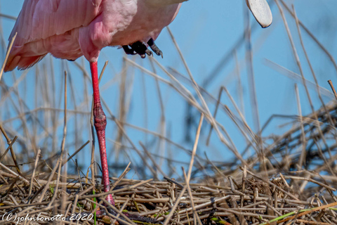 Orlando Bird Nerd Tour: Birding Kayak Tour Orlando Bird Nerd Tour: Long Birding Kayak Tour