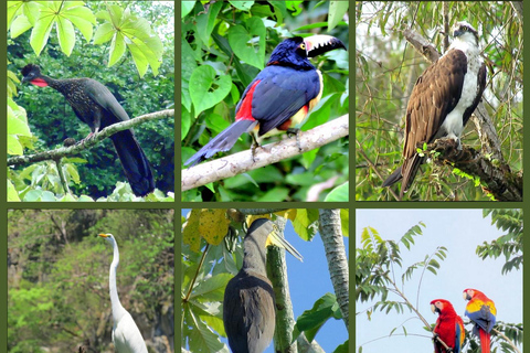 Chiapas: Tour particular de natureza e aventura 5 dias - 4 noitesChiapas: Aventura de 5 dias na fauna e nas cachoeiras