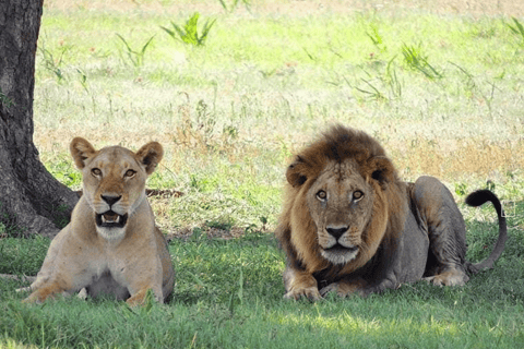 2-Day Agra City Tour with Etawah Lion Safari Adventure Taj Mahal & Etawah Safari Tour with Tickets & Lunch