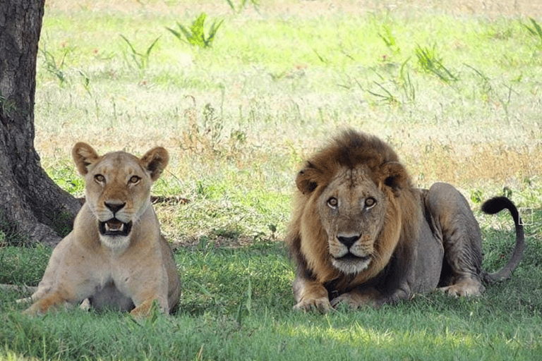 2-Day Agra City Tour with Etawah Lion Safari Adventure Taj Mahal & Etawah Safari Tour without Tickets & Lunch