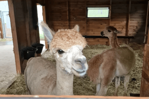 Alpaca Park: choose your alpaca for a walk + feeding