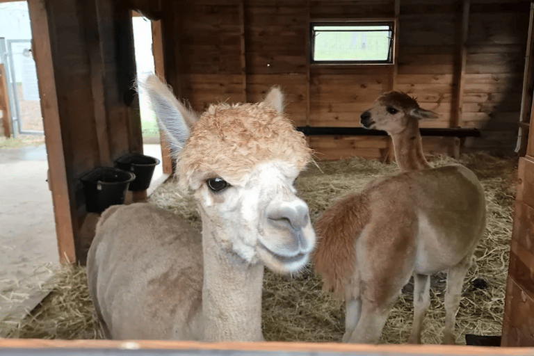 Alpaca Park: choose your alpaca for a walk + feeding