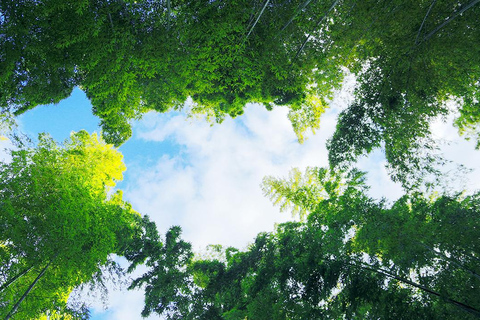 من أوساكا: جولة ليوم واحد في كيوتو ونارا وفوشيمي إناري وأراشياماTrip including Sagano Romantic Train