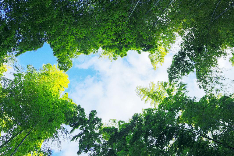 من أوساكا: جولة ليوم واحد في كيوتو ونارا وفوشيمي إناري وأراشياماTrip including Sagano Romantic Train