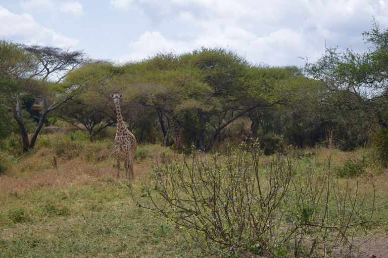 Arusha: Paseo con jirafas