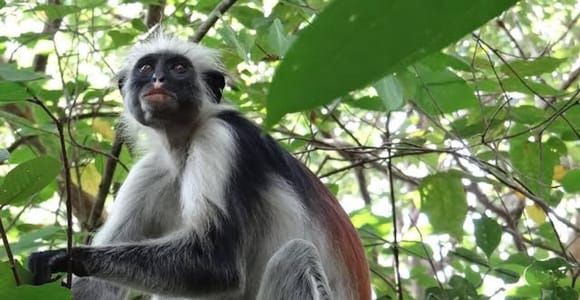 Zanzibar: Jozani Forest & Spice Farm with Red Colobus Monkey