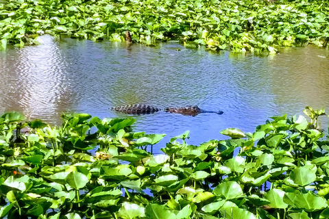 Southern Glades Wildlife Airboat Farm Tasting from Miami Everglades Wildlife Airboat Farm Tasting from Miami