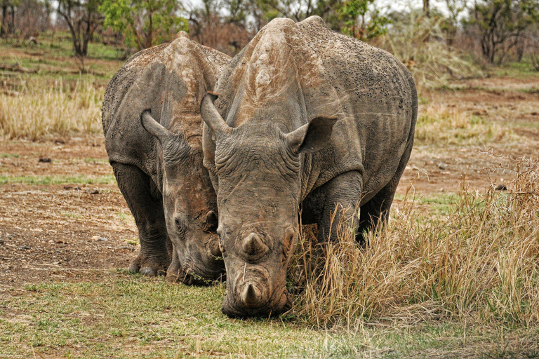 Aquila sunset safari Réserve de chasse Circuit de groupe