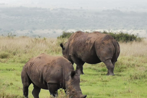 Nairobi: Dagstur till Elefantreservatet och Giraffcentret