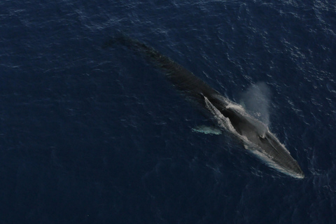 Whale watching, dolphins, and whales departing from Bandol
