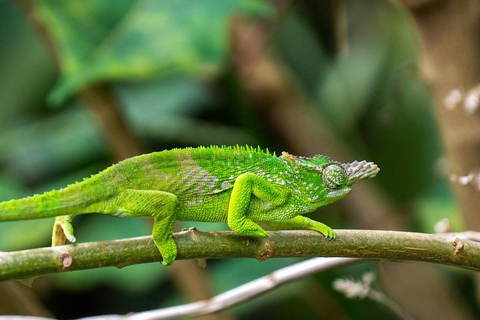 2 dagen 1 nacht Nyerere nationaal park Vlucht vanaf Zanzibar