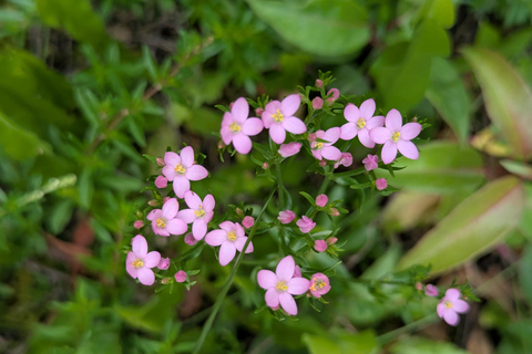 Teresópolis : circuit découverte de la faune de la forêt atlantiqueTeresópolis : Excursion à la découverte de la faune de la forêt atlantique