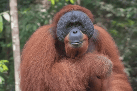 Discovering Wildlife すばらしき野生の王国　6個セット 2026年ブキット・ラワンのサファリ＆野生動物ベストツアー - 無料