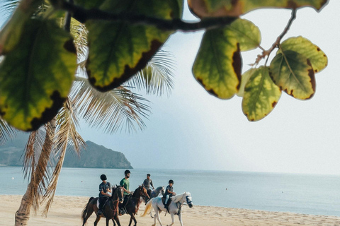 Barbados: Beach Horse Ride + Swimming + Picnic or Rum Tour Horse Ride with Rum Distillery Tour