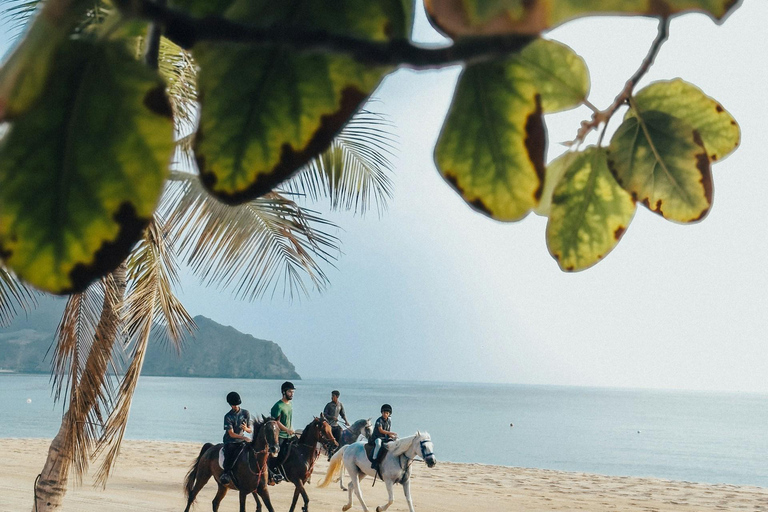 Barbados: Beach Horse Ride + Swimming + Picnic or Rum Tour Horse Ride with Rum Distillery Tour