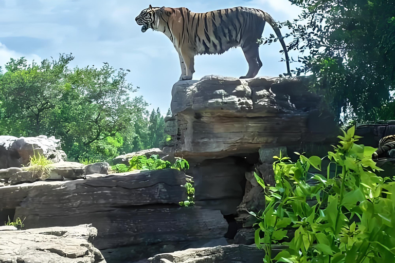 Shanghai Wildlife Park Panda & Predator Feeding Tour