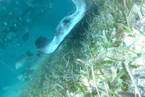Au départ de Caye Caulker : Excursion de 3,5 heures de plongée en apnée dans la réserve marine