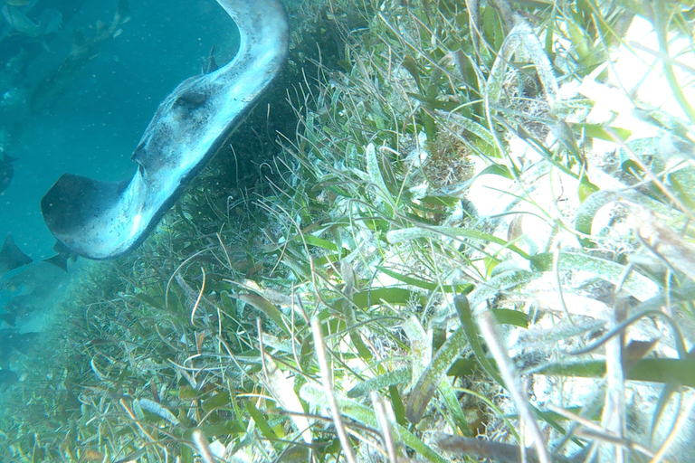 Från Caye Caulker: Snorklingstur i marinreservatetFrån Caye Caulker: Marine Reserve 3,5 timmars snorkeltur