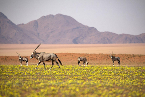 From Windhoek: 6-Day Namibia Safari with Lodging & Meals