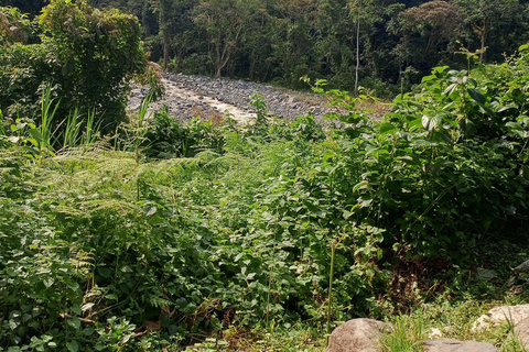 From Kampala: 6-Day Gorillas, Chimpanzees and Rwenzori Tour