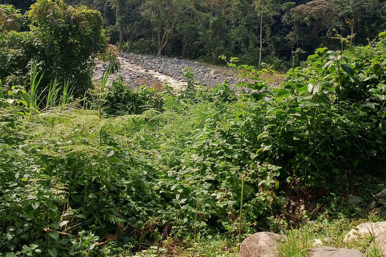 From Kampala: 6-Day Gorillas, Chimpanzees and Rwenzori Tour