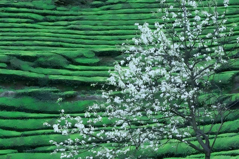 Zhangjiajie: Vine Tea Picking & Making Half-Day Tour