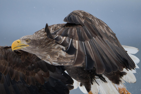 Tromsø: Orca and Whale Watching Heated Boat Trip Tromsø: Orca and Whale Watching comfort heated boat Trip