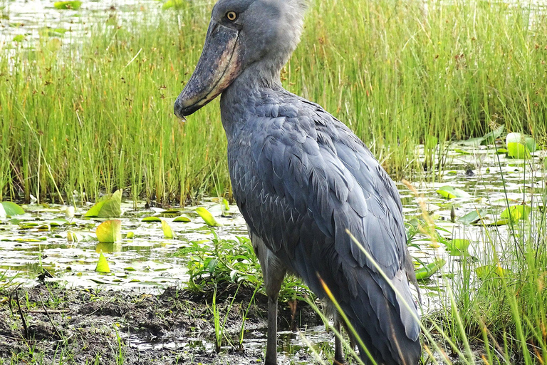 Mabamba Swamp Shoebill Birdwatching Tour