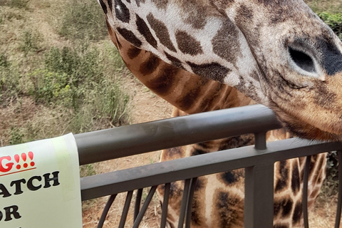 Nairobi: Parco nazionale, orfanotrofio degli elefanti e tour delle giraffe