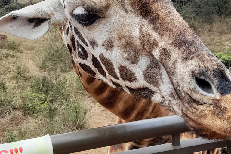 Nairobi: Parco nazionale, orfanotrofio degli elefanti e tour delle giraffe