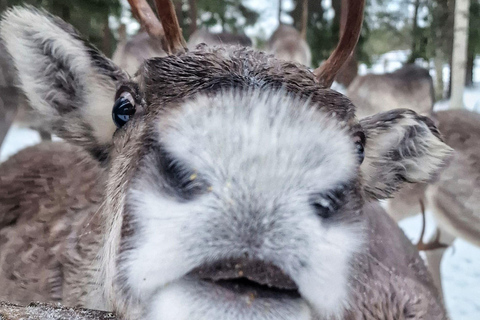 Luosto: Private Snowmobile Safari to Reindeer Farm