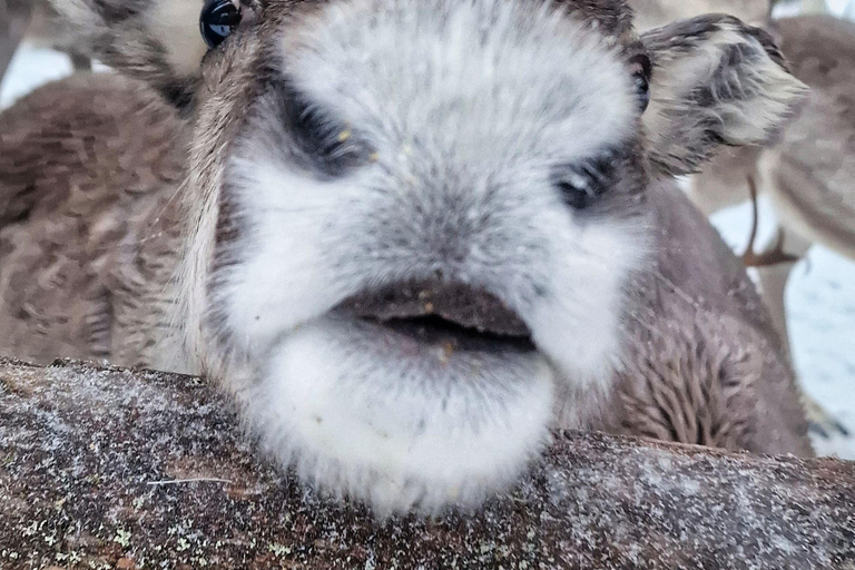 Luosto: Private Snowmobile Safari to Reindeer Farm