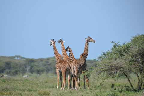 Arusha: Safari de 5 dias no Serengeti, Ngorongoro e Kilimanjaro