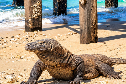 3-Day Komodo National Park Cruise with NK Superior Phinisi Sharing Cabin, Single Bed, Ocean View