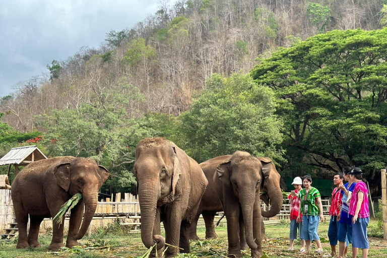 Chiang Mai Adventure: Rafting, ATV & Elephants Experience. Bamboo rafting (4km.) & 1 hrs. ATV.